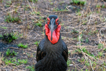 An endangered Southern Ground Hornbill staring intently ahead, displaying its beautiful red neck and long beak
