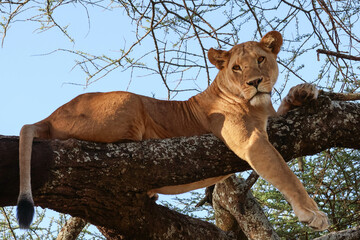 One lioness resting on the branch of a tree with her paw hanging down looking at the camera in Serengeti Tanzania Africa - obrazy, fototapety, plakaty