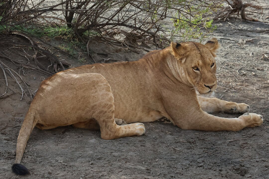 Single lioness with spots resting in Serengeti Africa