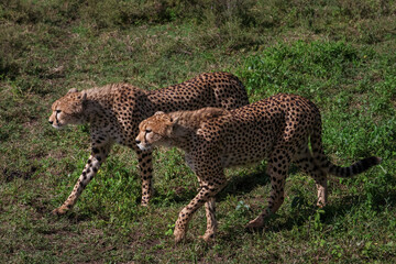A pair of cheetahs walking side by side prowling in the grass in Serengeti Tanzania