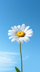 Single white daisy against a soft blue sky background