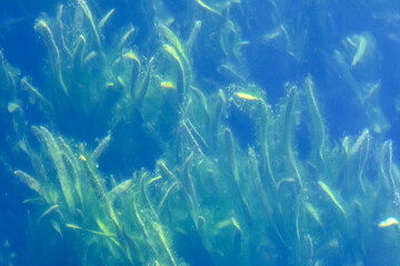 Green algae underwater, close up, sunlight, blurred 