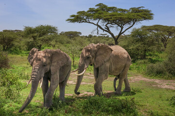 Adult elephants walking together, one male and one female in Tanzania Africa