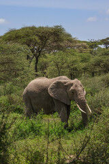 Side view of one big elephant surrounded by green foliage and blue sky in Serengeti Africa