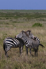 Two zebras standing and leaning against each other for support in grass field 