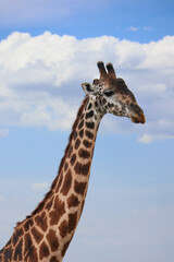 Looking up at giraffe neck and head with blue sky and clouds in the background.  Photo take in Serengeti Tanzania Africa on Safari