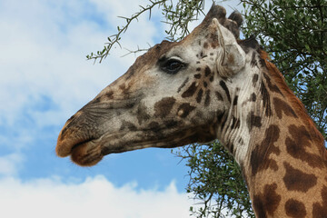 Low angel view of a giraffe head against blue sky and tree in background.  Photo taken on safari in...