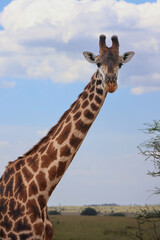 Fototapeta premium Giraffe looking at camera with blue sky and clouds in the background. Photo take in Serengeti Tanzania Africa on Safari