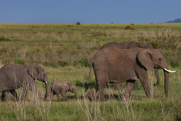 Young elephant calf with family walking in grass with blue sky background in Tanzania Africa