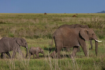 Fototapeta premium Young elephant calf with family walking in grass with blue sky background in Tanzania Africa
