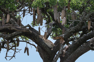 One leopard hanging on the branch on an African Sausage Tree full of fruit with eyes closed.  Taken in Serengeti Tanzania Africa