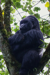 Silverback Mountain Gorilla sitting with his arms crossed in a tree