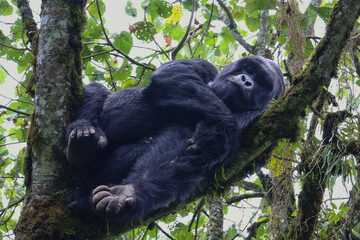 Silverback gorilla in the wild, resting in a tree looking at the camera in Volcanoes National Park in Rwanda Africa