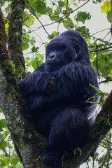 Silverback Mountain Gorilla sitting with his arms crossed in a tree