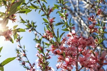 Closeup image of pink almond flowers against a blue sky on a sunny day