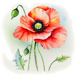 Namalowany kwiat maku ilustracja - obrazy, fototapety, plakaty
