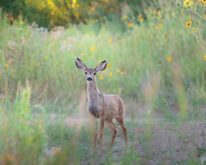 Fawn in the Flowers