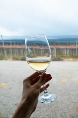 Hand with glass of white wine on the vineyard background