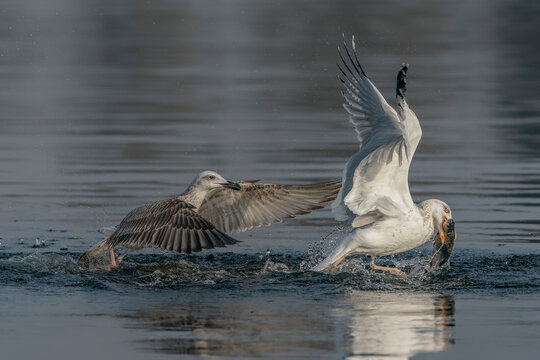 Two Caspian Gulls (Larus cachinnans) fight grapple with each other as they try to steal fish. Oder delta in Poland, europe.                              
