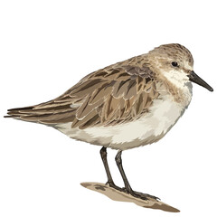 Vector illustration of Red-necked Stint on the ground