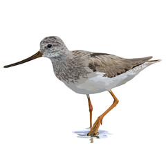 Vector illustration of Terek Sandpiper looking for food in the wetland habitat
