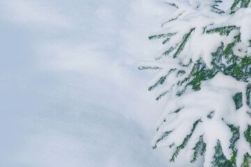  Coniferous spruce branch. Frozen winter forest with snow covered trees.