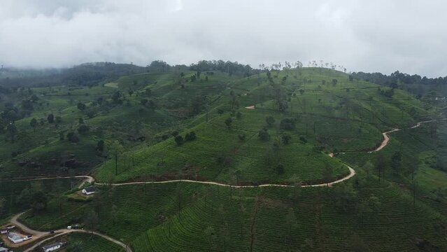 Green aerial Views: Exploring the Tea Fields of Nuwara Eliya, Sri Lanka