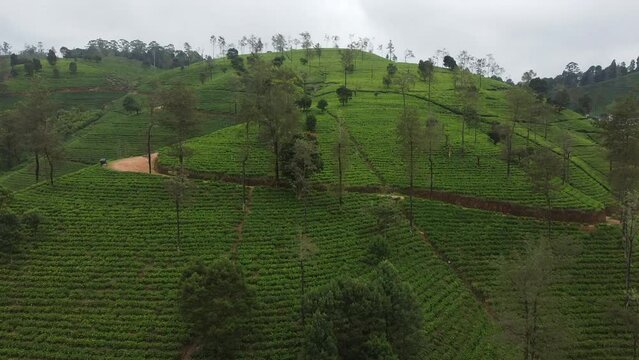 Green aerial Views: Exploring the Tea Fields of Nuwara Eliya, Sri Lanka
