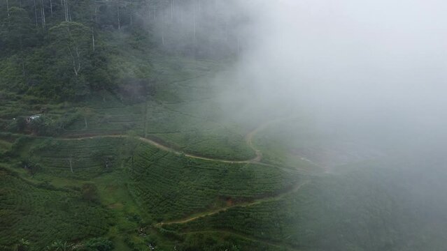 Green aerial Views: Exploring the Tea Fields of Nuwara Eliya, Sri Lanka