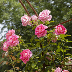 Rosier grimpant rose