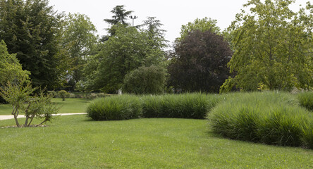 Fototapeta na wymiar Rangée de graminée dans un parc arboré