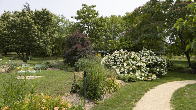  Hydrangea quercifolia dans un parc arbor&eacute;