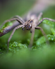 Macrofotografia - dettaglio di un ragno