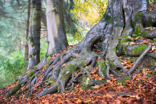 Paesaggi autunnali, radici enormi nel bosco