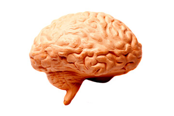 Human brain anatomical model isolated on white background