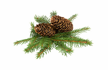 Fir tree branch with cone on white
