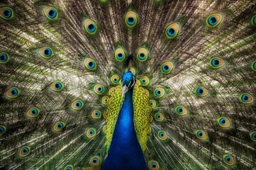 Close up of green peacock