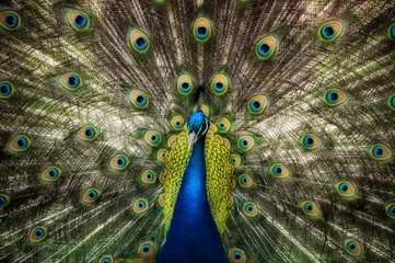 Zelfklevend Fotobehang Close up of green peacock © Ji