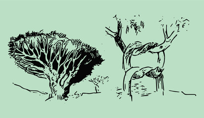 Tree, tree crown. Vector drawing, eps