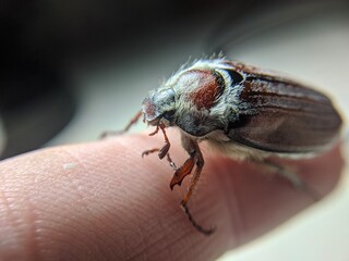 Close Encounter with a Cockchafer Beetle