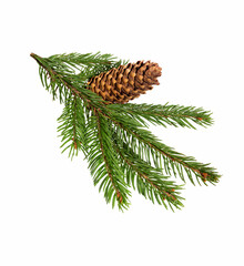 Spruce with a cone on a white
