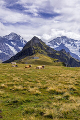 Fototapeta na wymiar The Swiss Alps, a breathtaking mountain range nestled in the heart of Europe, captivate with their majestic peaks, pristine landscapes, and timeless charm.