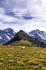 The Swiss Alps, a breathtaking mountain range nestled in the heart of Europe, captivate with their majestic peaks, pristine landscapes, and timeless charm.