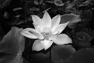 One blooming lotus flower in monochrome black and white grayscale color