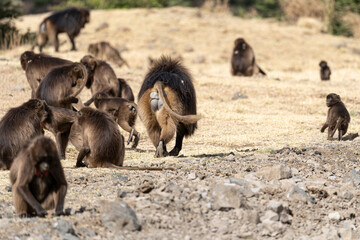 Group of Gelada monkeys (Theropithecus gelada) in Simien mountains, Ethiopia