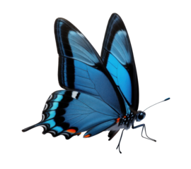 blue swallowtail butterfly on transparent background, white background png