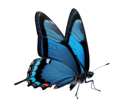 blue swallowtail butterfly on transparent background, white background png - Powered by Adobe