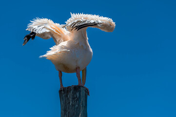 A close up view of a pelican preening itself on a jetty post in Walvis Bay, Namibia in the dry season