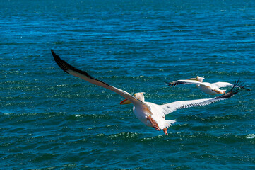 A close up view of a pelican flying across Walvis Bay, Namibia in the dry season