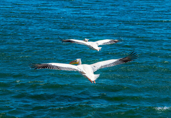 A view of a pair of pelicans flying across Walvis Bay, Namibia in the dry season